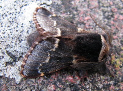 December moth (Poecilocampa populi) Kenneth Noble